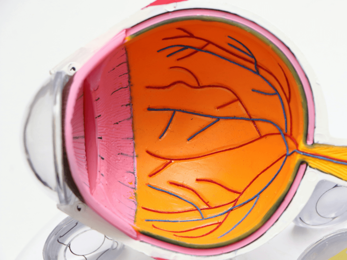 Anatomy of The Eye